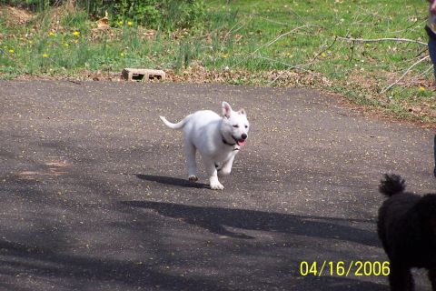 1979 Ford Bronco - A white puppy runs across an asphalt surface, with a black dog partially visible on the right.