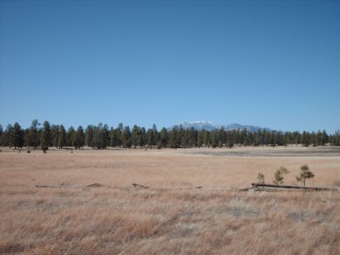 1988 Ford Bronco - A wide expanse of dry grass stretches towards a line of pine trees, with a snow-capped mountain visible in the distance.