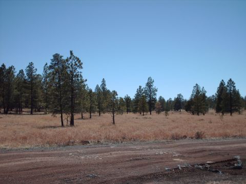 1988 Ford Bronco - A dirt road leads through a dry, grassy field dotted with pine trees.