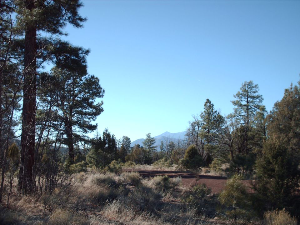 Mountain landscape with pine trees, dry grass, and a distant mountain range under a clear blue sky