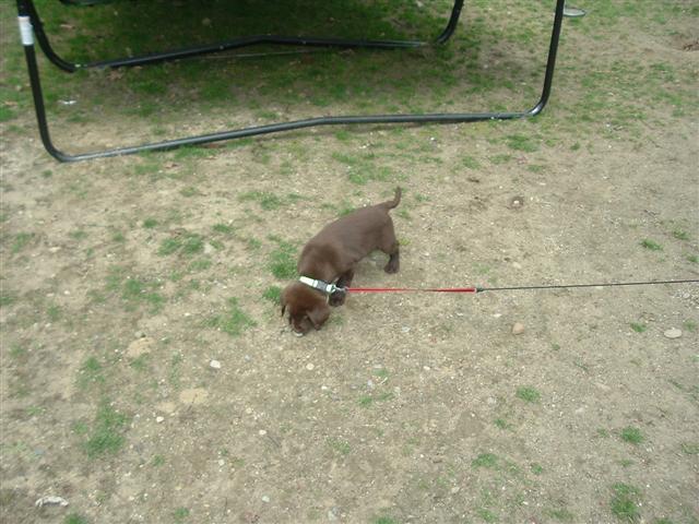 Two brown puppies on leashes in a grassy, dirt area under a metal structure