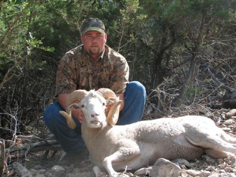 1986 Ford Bronco - Hunter poses with a ram he has hunted in a wooded, rocky environment.