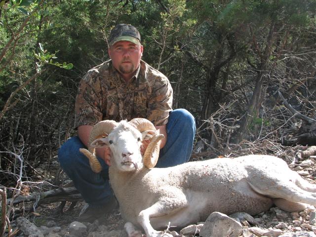 Man with ram in wooded area