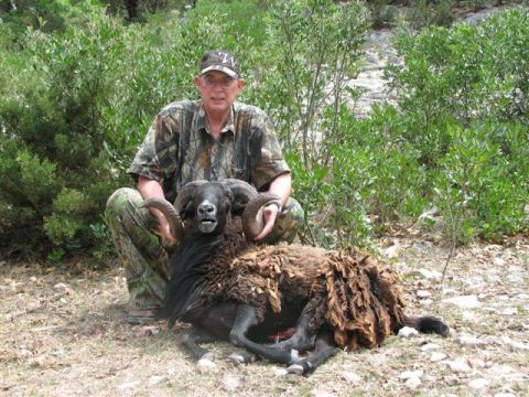 1986 Ford Bronco - A hunter poses with a large ram he has apparently hunted.