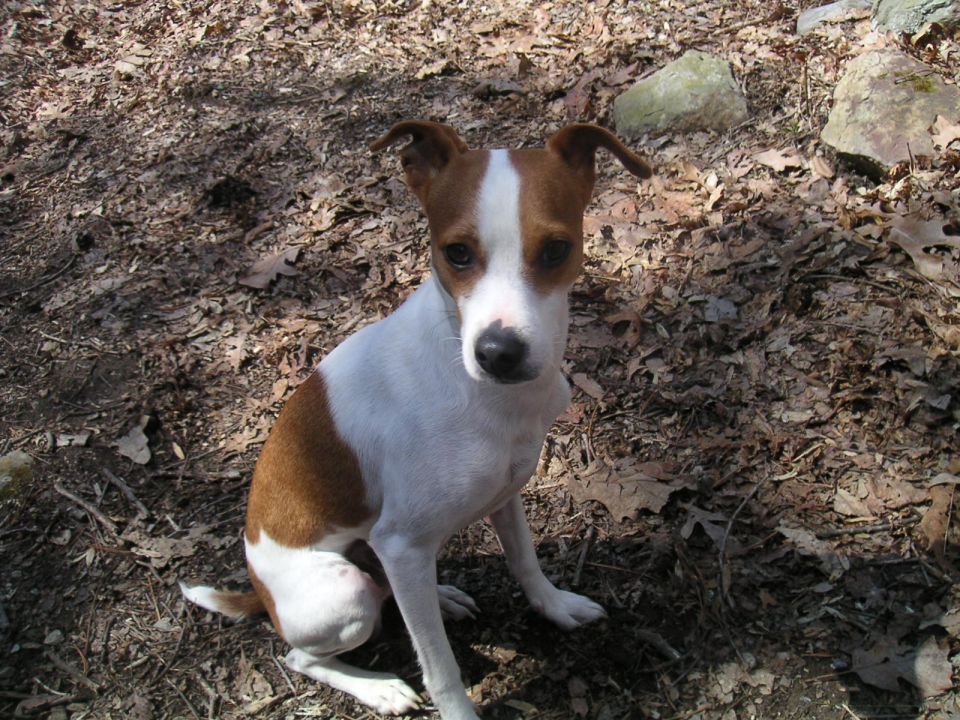 Little dog that came to visit