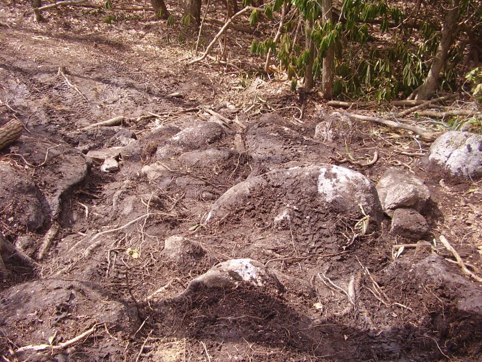 Muddy, rocky trail with visible tire tracks and tree roots