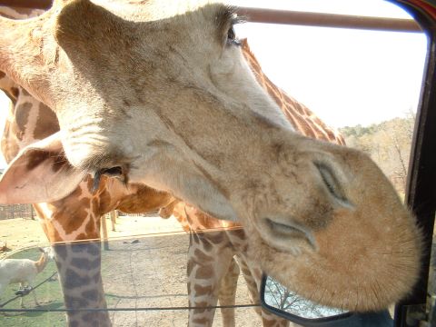 1995 Ford F-150 - A giraffe's face is seen through a vehicle window, with other animals in the background.