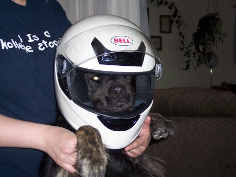 1972 Ford Ranchero - A dog is wearing a white Bell helmet, with a person holding it.
