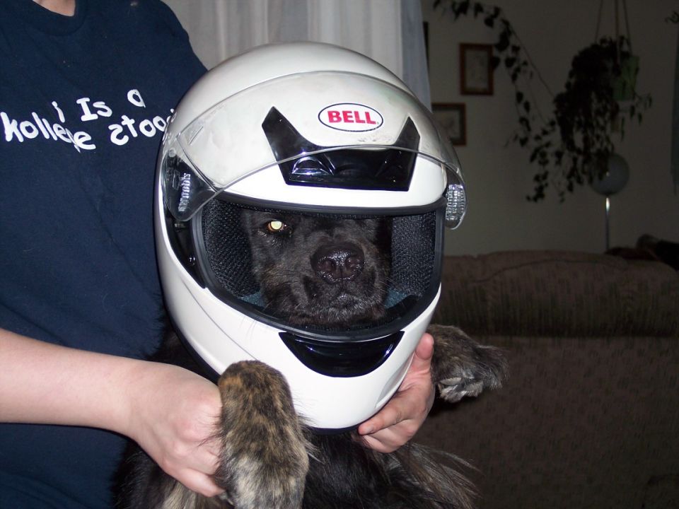 Black dog wearing a white Bell full-face motorcycle helmet held by a person indoors
