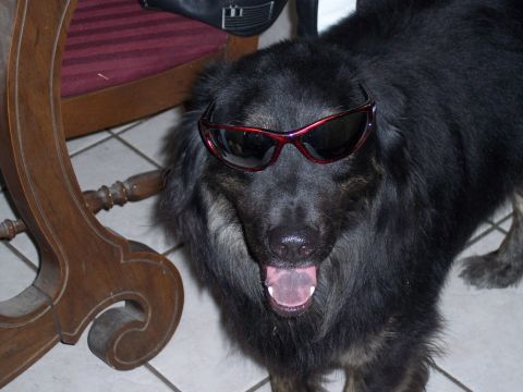 1972 Ford Ranchero - A dog wearing sunglasses sits indoors next to a wooden chair.