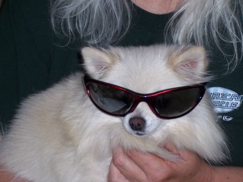 1972 Ford Ranchero - A fluffy white dog wears red-rimmed sunglasses, looking cool.