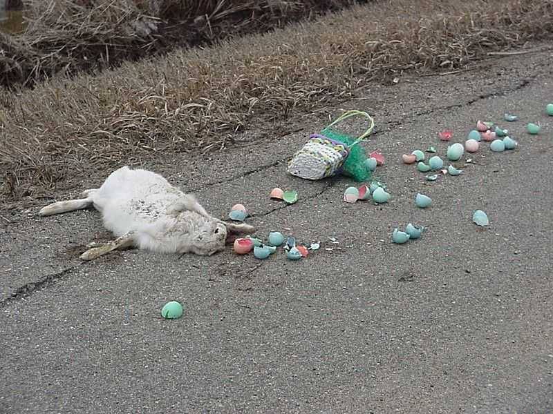 Dead white jackrabbit on roadside next to a spilled basket of broken Easter eggs