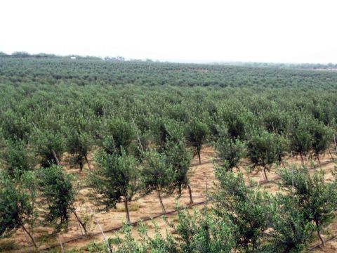 1986 Ford Bronco - Here are some pictures i took from an olive orchard in carrizo springs yesterday. the orchard manager estimated he had around 40000 trees i…