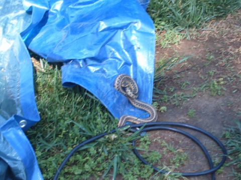 1988 Ford Bronco - A snake is coiled on a blue tarp, with black hoses visible on the ground nearby.