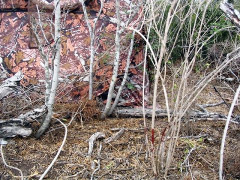 1986 Ford Bronco - yesterday evening i shot a javelina with my bow. i shot him at 20 yards in front of me. at the shot, he whirled and ran straight at my blin…