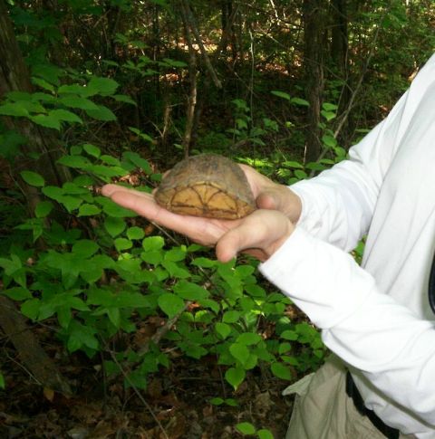1993 Ford Bronco - A person holds a turtle shell in their hands while standing in a forest with green foliage.
