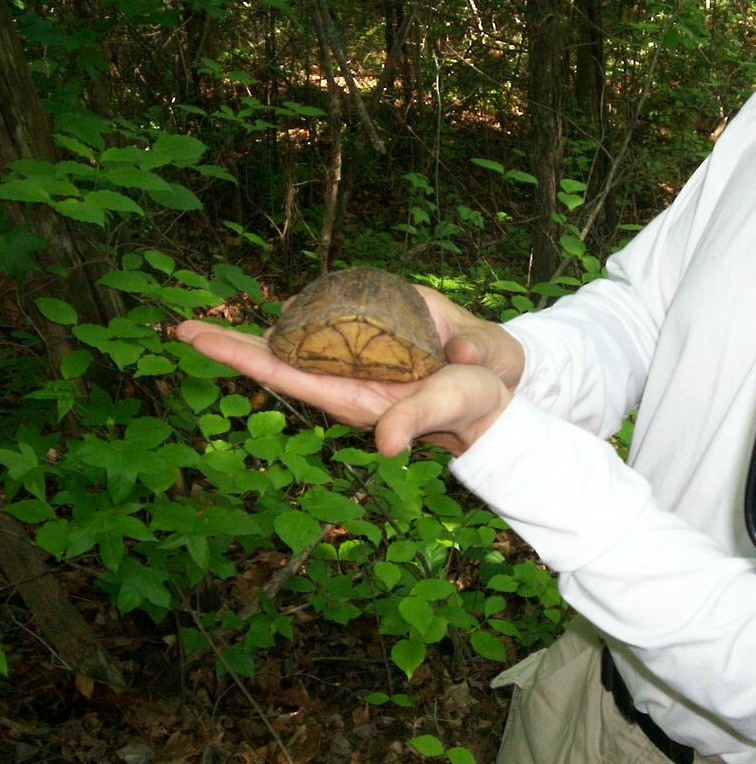 Hands holding a turtle shell in a wooded area
