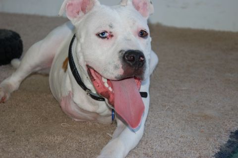 2001 Ford Taurus - A white pit bull dog with one blue eye and one brown eye rests on a carpeted floor, its pink tongue lolling out.