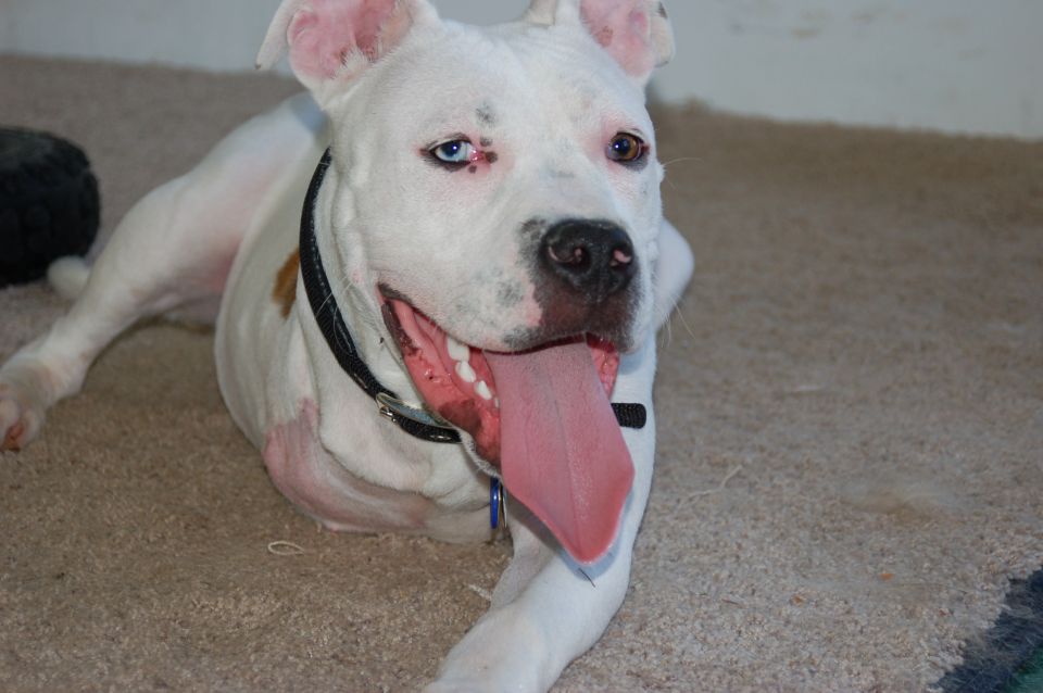 White pit bull dog with heterochromia lying on carpet, tongue out