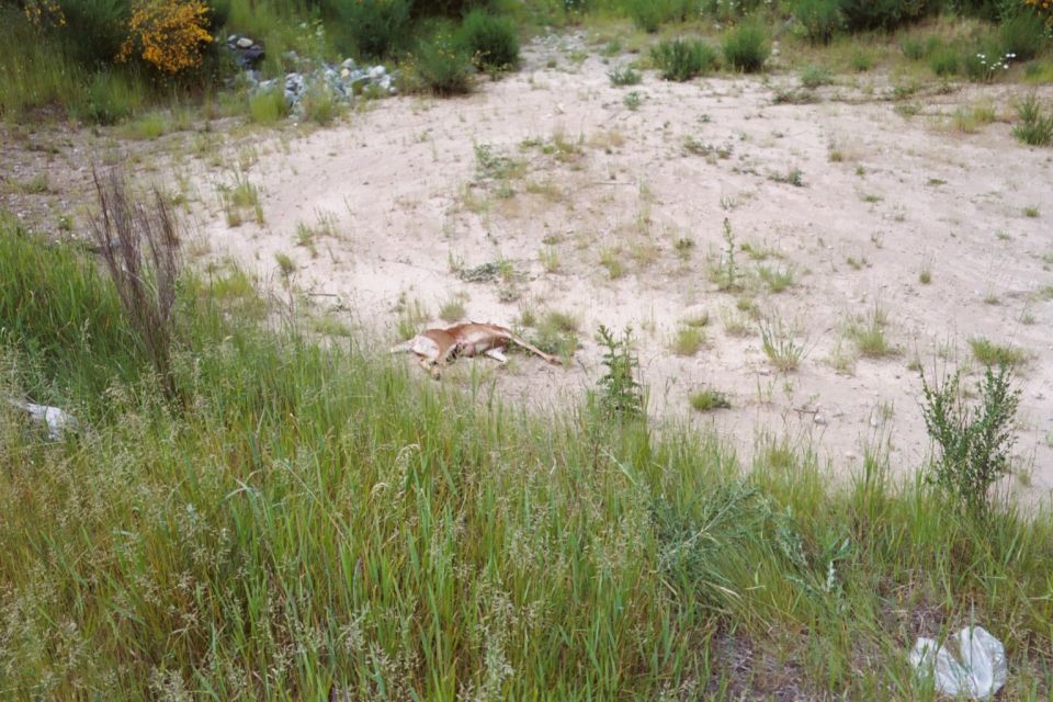 Sandy clearing with tall grass and an animal carcass on the ground.
