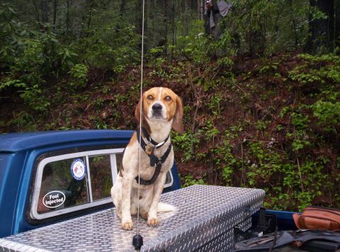 1995 Ford Bronco - A beagle-type hound in a black harness sits on the diamond-plate aluminum toolbox in the bed of a blue pickup, with a CB whip antenna risin…