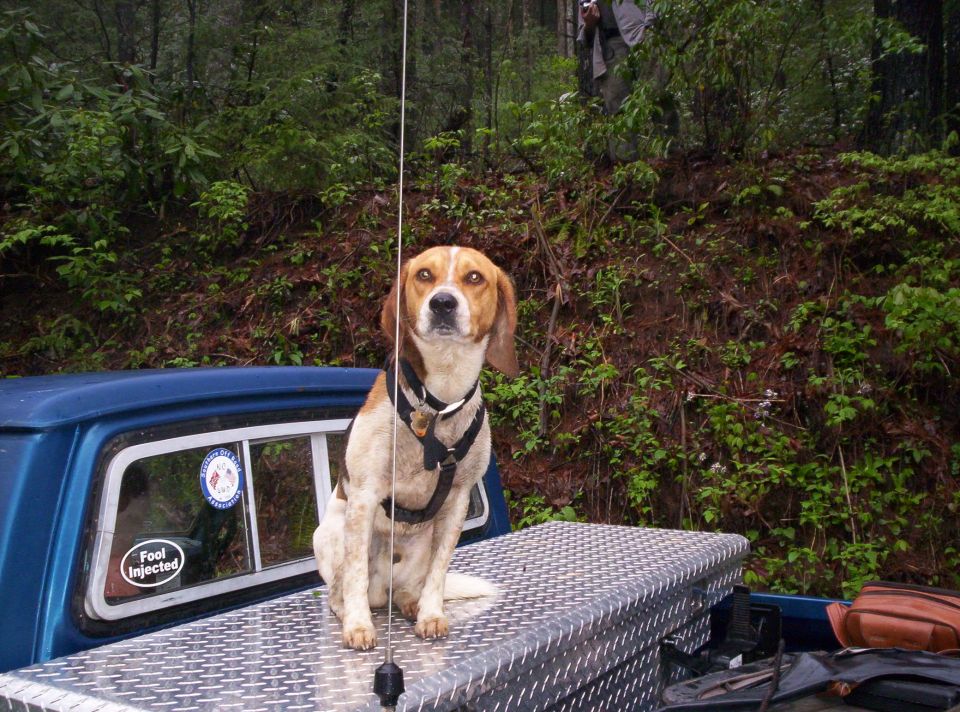 Beagle sitting on diamond-plate toolbox in blue pickup bed with CB antenna, wooded trail