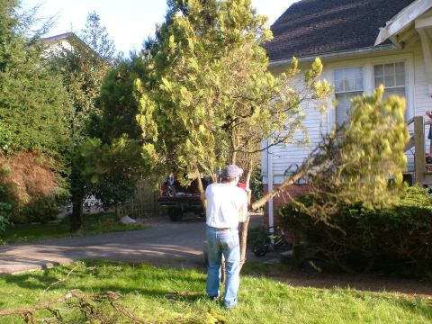 1989 Ford Bronco - A red pickup truck is visible in the background of a yard scene where a person is trimming a tree.