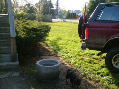1989 Ford Bronco - time to pull the first shrub