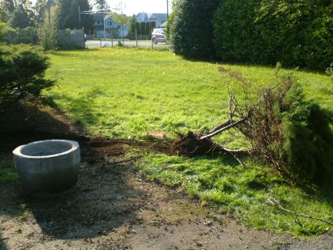 1989 Ford Bronco - A yard scene shows a recently fallen tree with its roots exposed, next to a concrete planter.