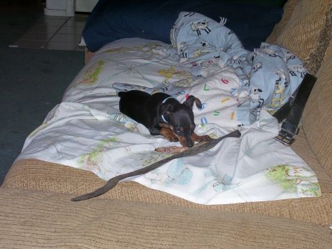 1991 Ford Bronco - Puppy chewing on a stick while lying on a bed with patterned sheets.