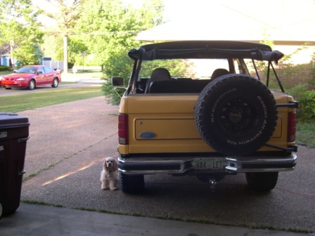 1982 Ford Bronco - A yellow Ford Bronco is parked in a driveway with a red car in the background and a small dog sitting nearby.