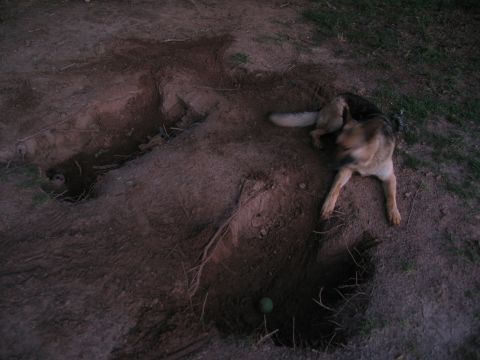 1988 Ford E250 - A dog is seen in a dirt area with several large holes dug into the ground.