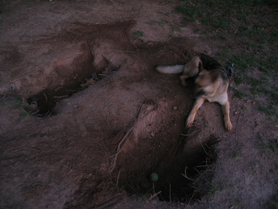 German Shepherd lying beside dug holes in dirt yard