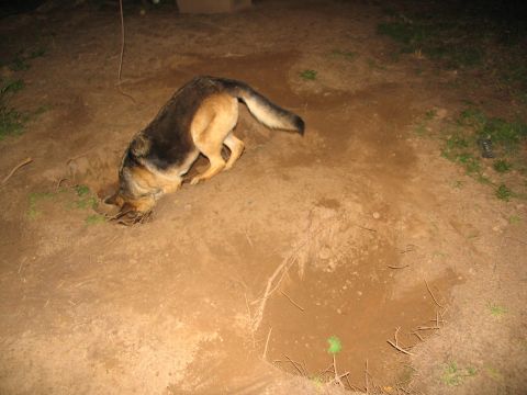 1988 Ford E250 - A German Shepherd digs intently into a hole in the ground.