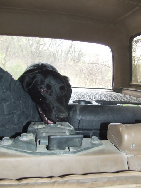 1986 Ford Bronco - Dog looking out from the back seat of a vehicle with a spare tire nearby.