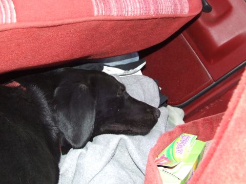 1986 Ford Bronco - A black dog rests comfortably on a pile of clothes inside a vehicle, with a box of Scooby Snacks nearby.
