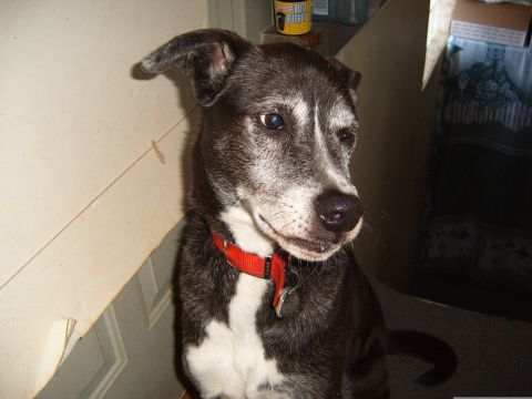 1993 Ford Bronco - A dog with a graying muzzle and white chest markings wears a red collar.