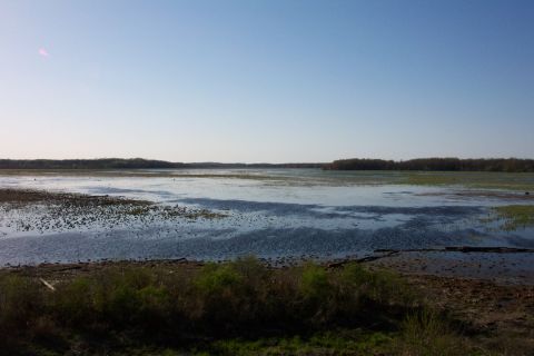 1979 Ford F-150 - A landscape captures a marshy area with calm water and abundant vegetation under a vast blue sky, with a Supermotors.net logo in the corner.