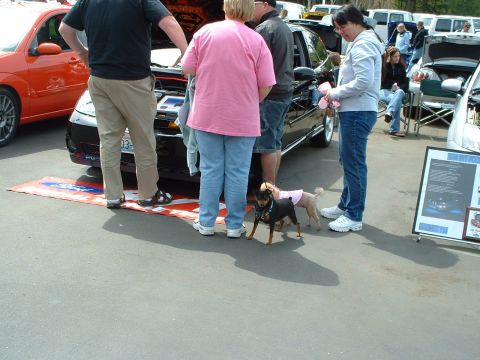 1999 Ford Crown Victoria - Car show event with multiple vehicles and attendees, including two small dogs.