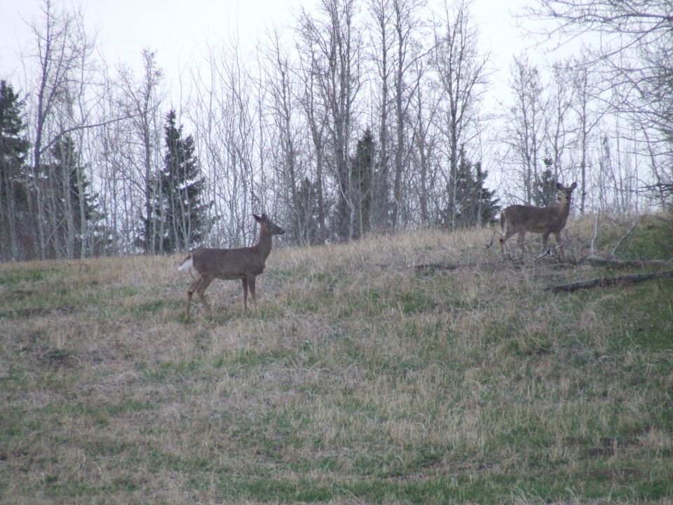 A couple deer.