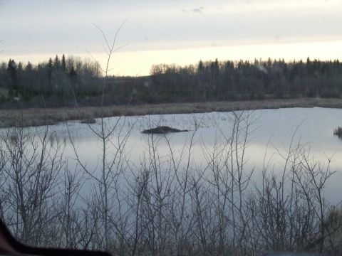 1990 Ford Bronco - A beaver dam/mound.
