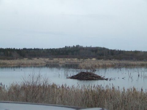 1990 Ford Bronco - Same beaver dam, Different angle.