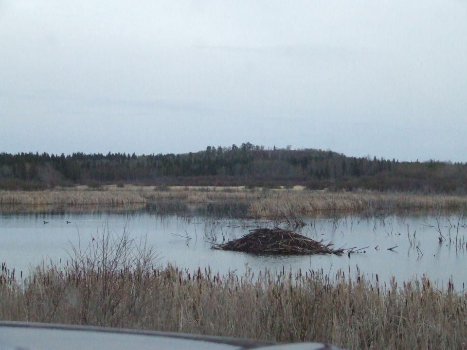 Same beaver dam, Different angle.