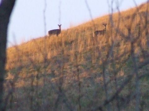 1990 Ford Bronco - A couple more deer.