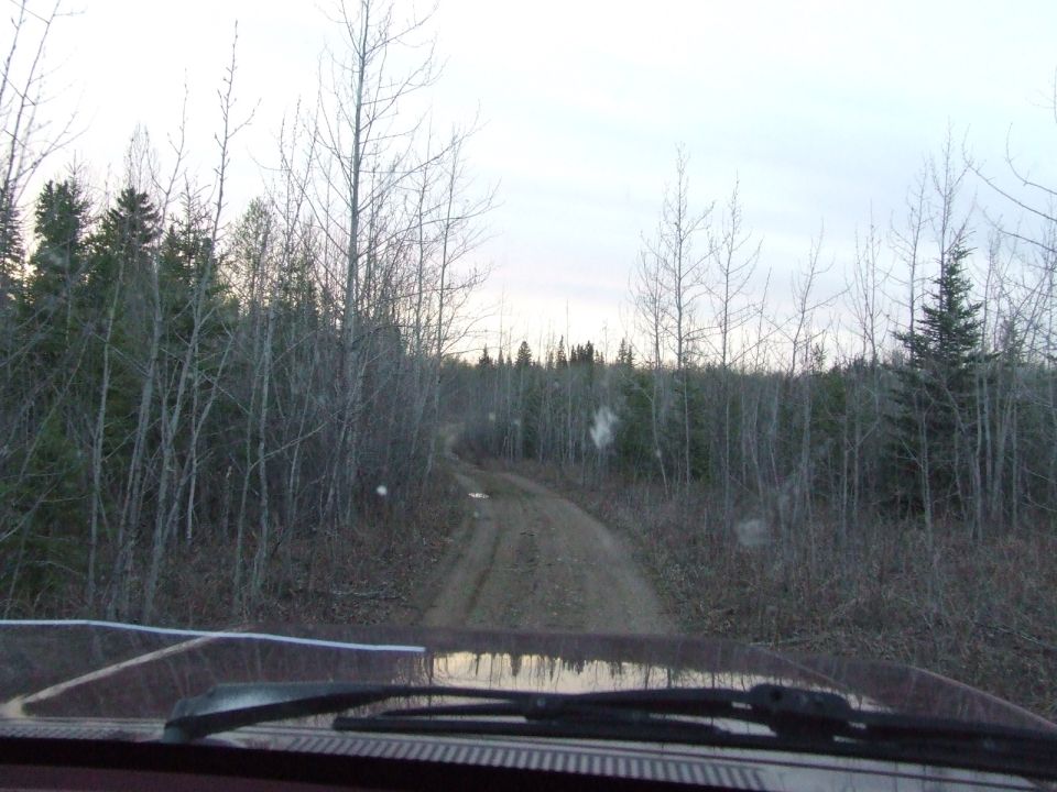 Muddy two-track trail winding through leafless aspens and spruce seen through a windshield