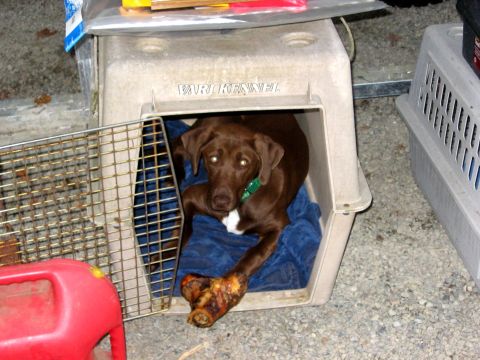 1979 Ford Bronco - A brown dog rests in a Vari Kennel with a large bone, next to another pet carrier.