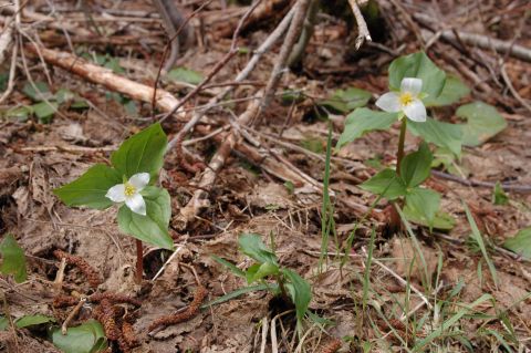 2006 Ford F-250 - White trillium flowers bloom amongst the forest debris.