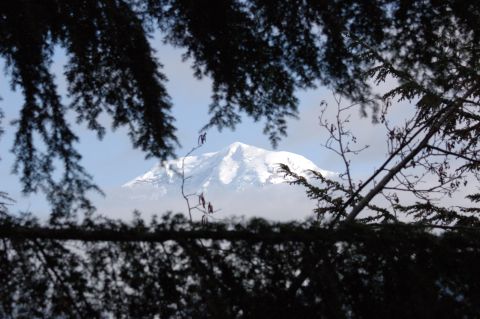 2006 Ford F-250 - A snow-covered mountain is visible through the foreground foliage.