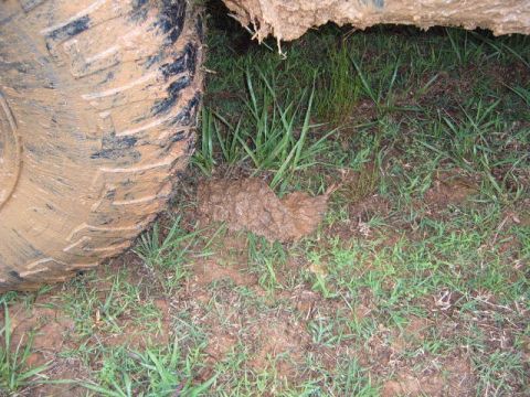 1988 Ford Bronco - A close-up view of a muddy tire and the surrounding grassy terrain.