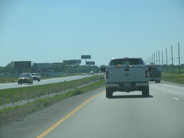 Rear view of a silver Ford F-150 pickup with a dog in the bed on a highway